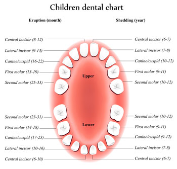 Tooth Eruption Chart - Pediatric Dentist & Orthodontics in Garland, TX